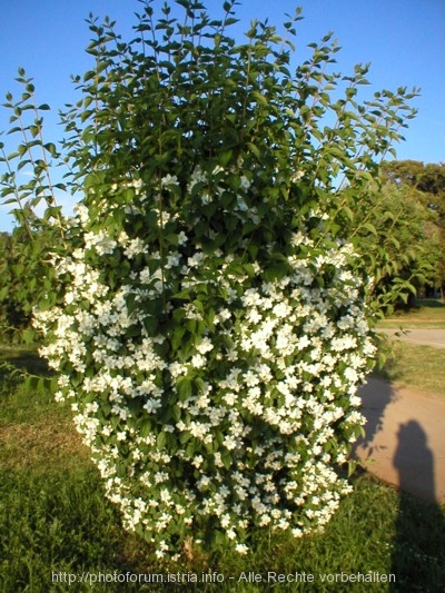 Farben Kroatiens- Strauch