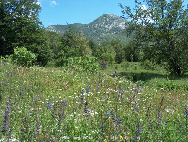 Blumenwiese im Velebit