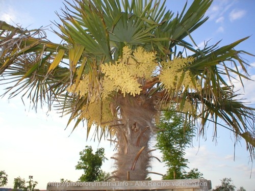 Blühende Palme, farbenpracht im Frühsommer
