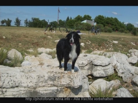 Camping Park Umag Hundestrand 2