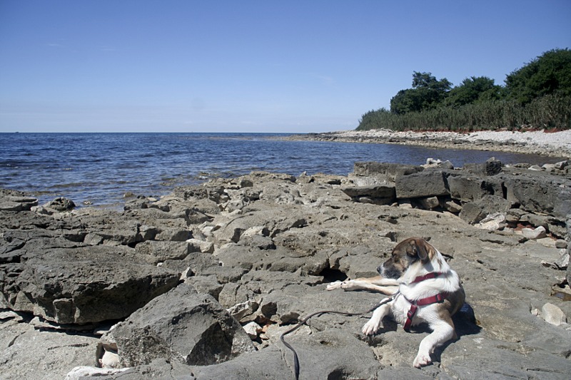 Camping Umag Hundestrand