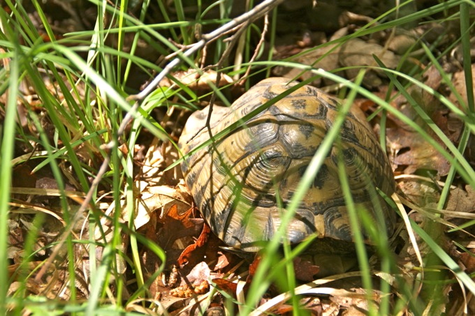 Naturpark Skarline > Wanderweg des Hl. Zenon 7