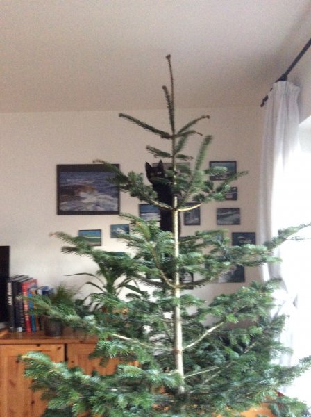 weihnachtsbaum