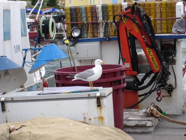 VRSAR > Hafen > Seemöwe zu Besuch