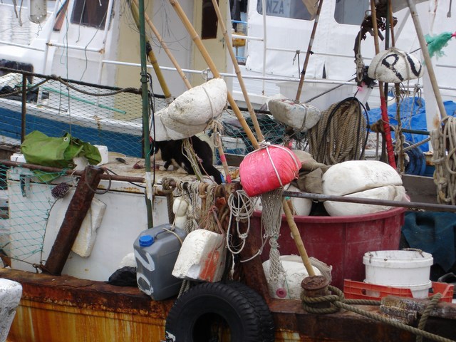 VRSAR > Boot mit Katze