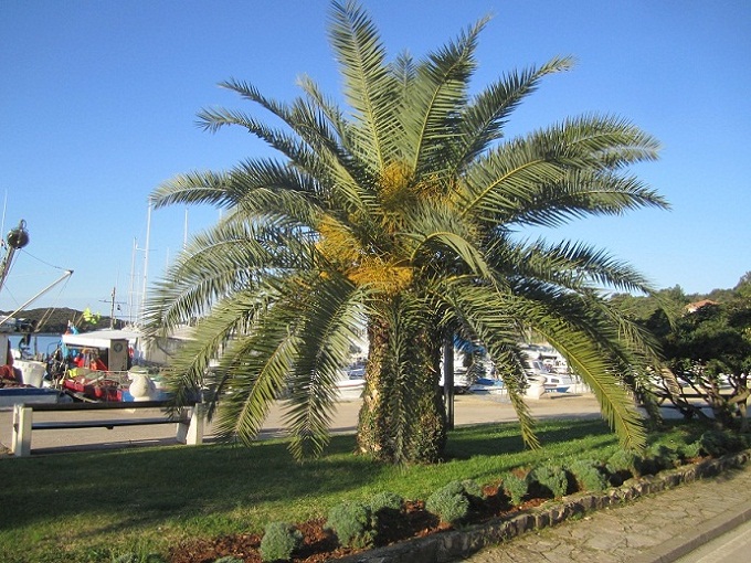 Palme im Hafen