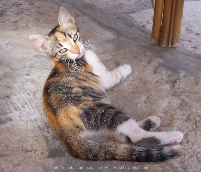 Wild lebend Katzen/ Kettenhund 3