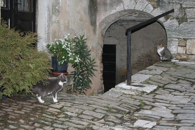 Motovun im Winter 10