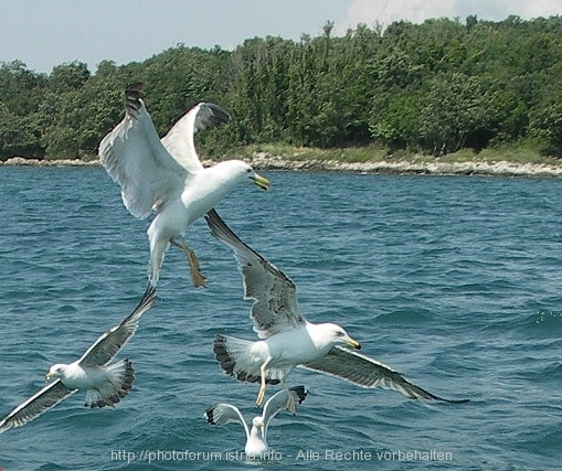 2007-06 < 2. Silber > Burki > FAUNA: Möwentanz