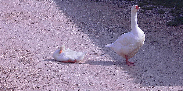 2005-04 < 3. Platz- Schönstes Wanderfoto > FAUNA > Wandergänse