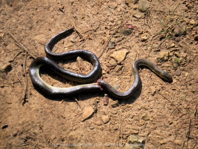Schlangen auf Vizula
