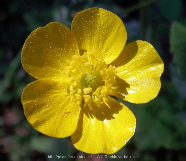 Vizula Frühling 2008