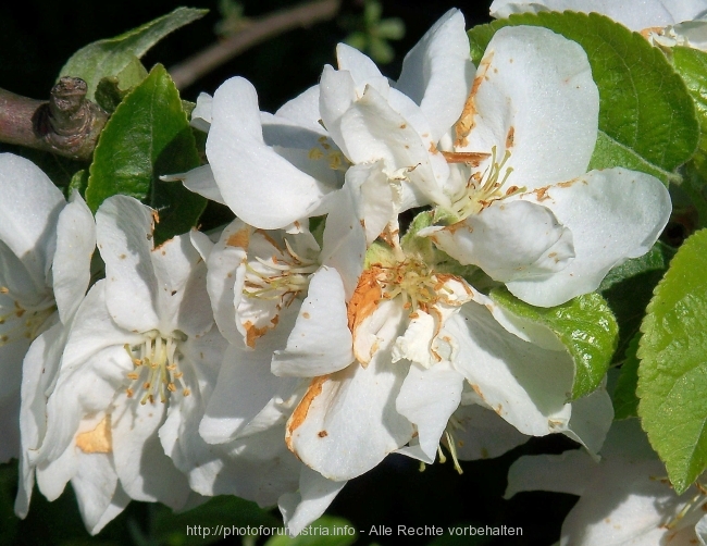 Vizula Frühling 2008 8