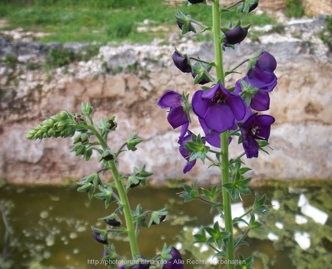 Vizula Frühling 2008 3