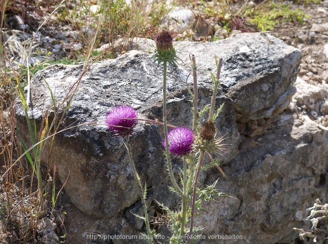 Vizula Frühling 2008 7