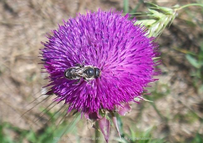 Vizula Frühling 2008 9