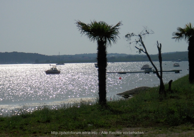 Vizula Frühling 2008 9