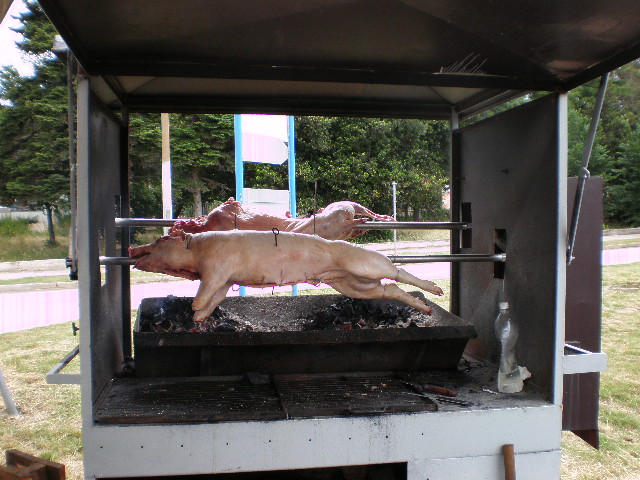 Rennschwein