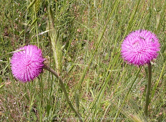 Halbinsel Vizula 8