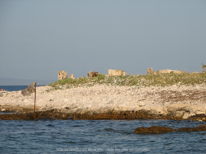 Medulin > Insel Bodulas > Kühe auf der Insel