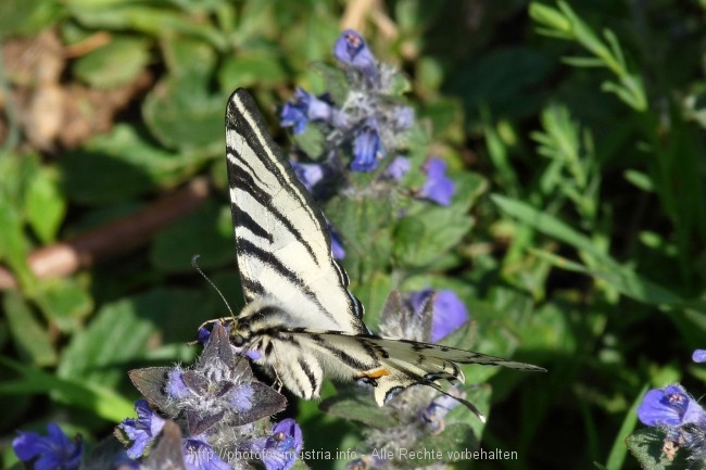 Vizula Frühling 2009 7