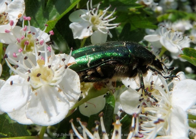 Vizula Frühling 2009 10