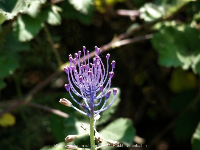 Vizula Frühling 2009 10