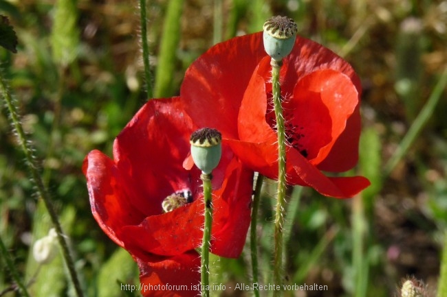 Vizula Frühling 2009 7