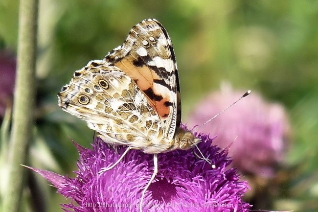 Vizula Frühling 2009 9