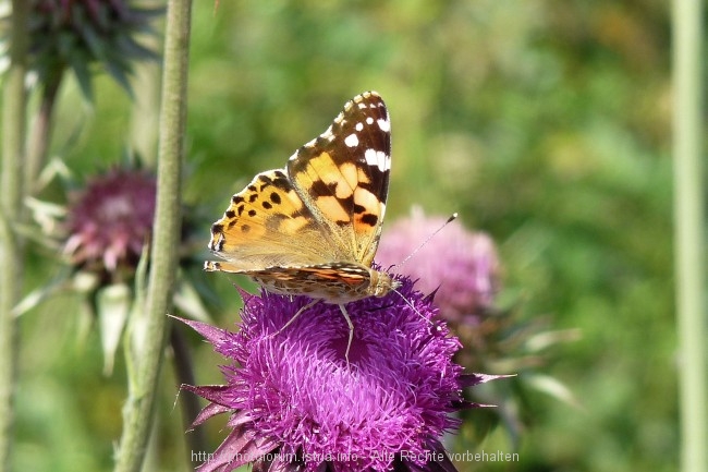 Vizula Frühling 2009 10