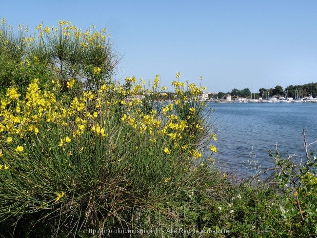 Vizula Frühling 2009