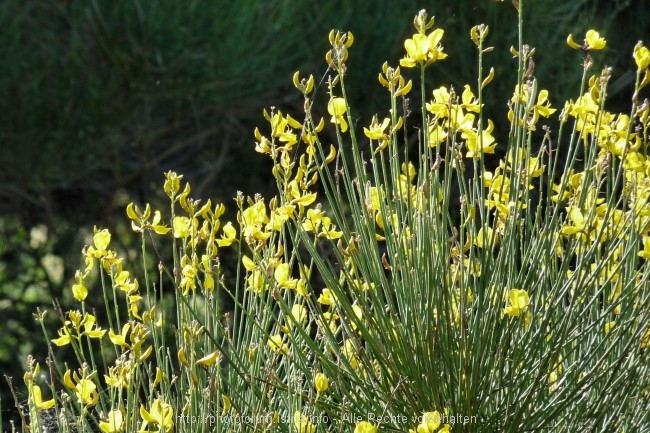 Vizula Frühling 2009 4