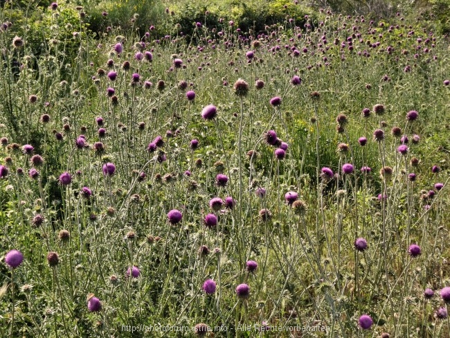 Vizula Frühling 2009 6