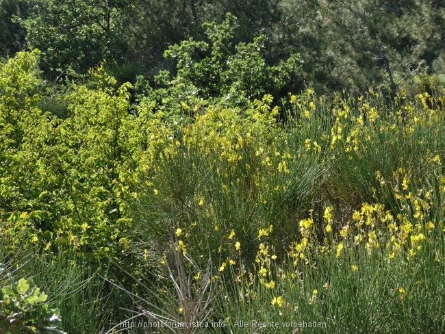 Vizula Frühling 2009 7