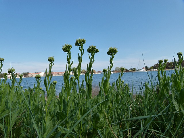 Frühlingsausbruch in Medulin 2012 4