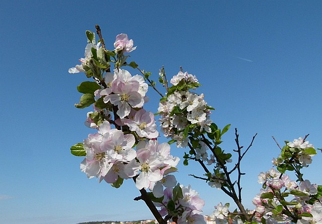 Frühlingsausbruch in Medulin 2012 5