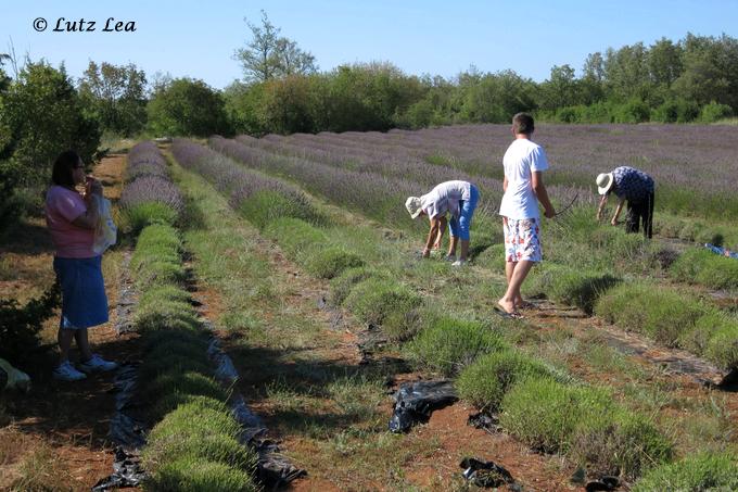 Besichtigung und Ernte großer Lavendelfelder bei Svetvincenat.