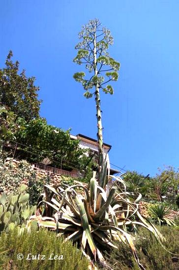 Agave mit Blütenstand>Rabac