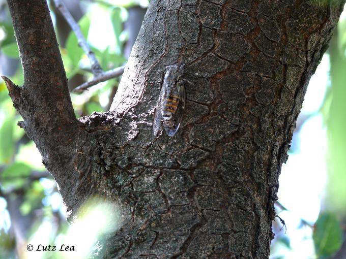 Krachmacher>gut getarnte Singzikade an Baum.