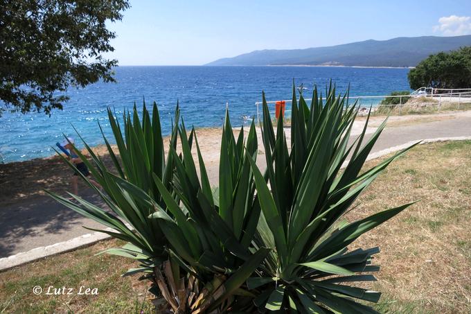 Meerblick > vorne 'Yucca gloriosa'