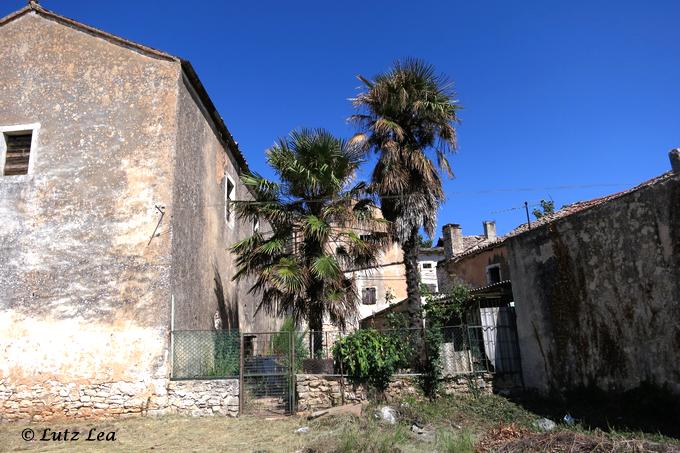 Ausflug ins Innere von Istrien - große alte Hanfpalmen 'Trachycarpus fortunei' in Svetvincenat.