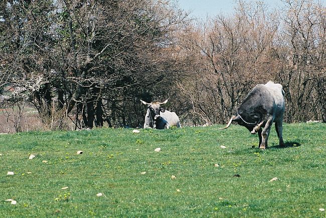 Boskarin