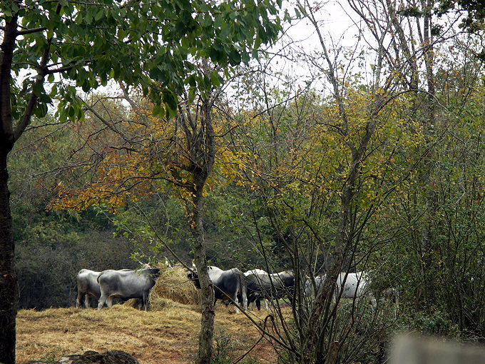 Visnjan 2011 3