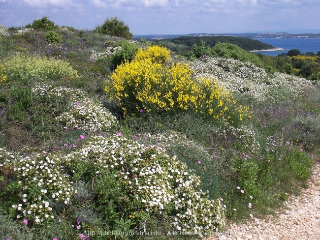 Kamenjak Mai 2008