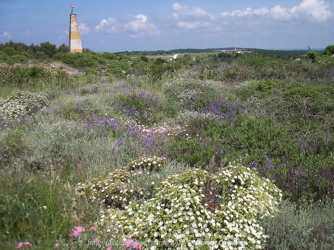 Kamenjak Mai 2008 3