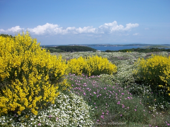 Kamenjak Mai 2008 6