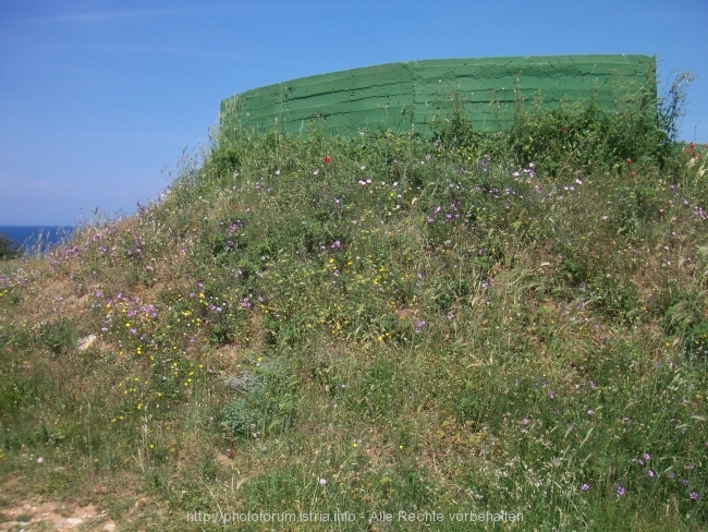 Kamenjak Mai 2008 2