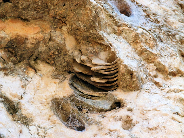 PREMANTURA > Monte Kopo > Hohlweg mit Versteinerungen 3