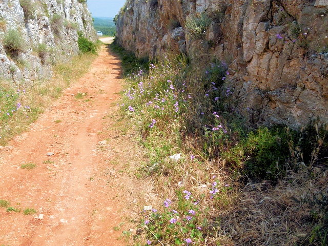 PREMANTURA > Monte Kopo > Hohlweg mit Versteinerungen 8