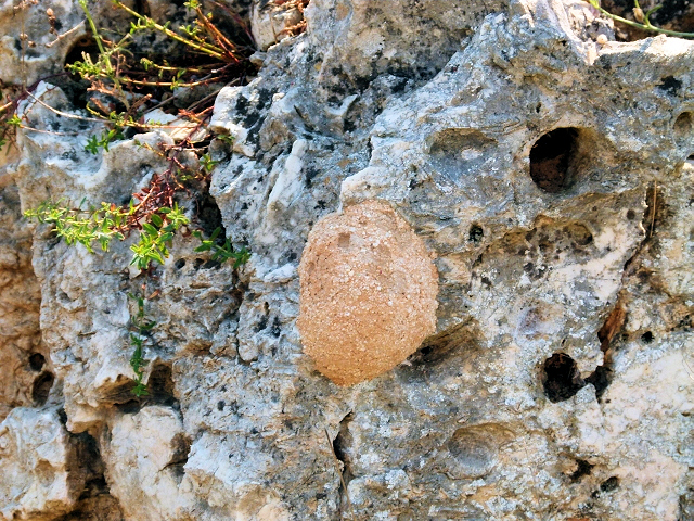 PREMANTURA > Monte Kopo > Hohlweg mit Versteinerungen 10